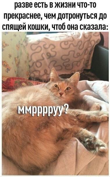 Внезапное : ммруу?