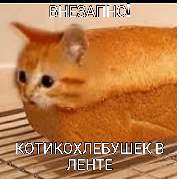 Рыжий кот лежит на полу, сверху надпись ВНЕЗАПНО, снизу КОТИКОХЛЕБУШЕК В ЛЕНТЕ