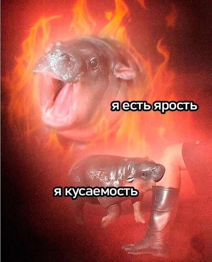Мем от 🌸💥|цвяточный ад {ПЛМ}