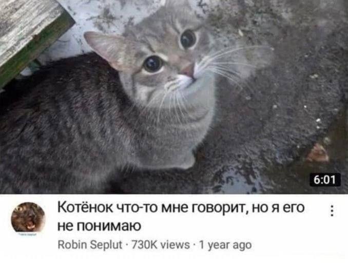 Кот смотрит в камеру, под фото имитация видео с названием Котёнок что-то мне говорит