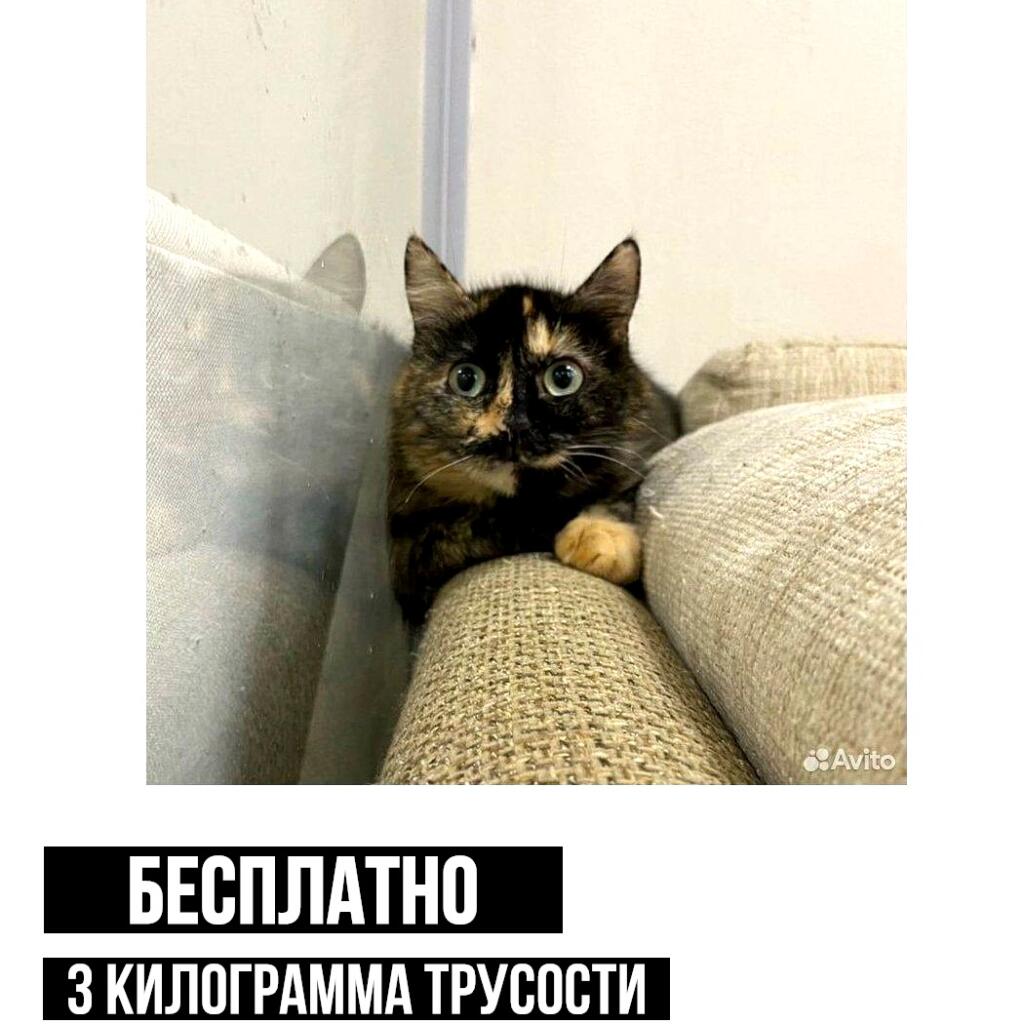 Мем от Алексей Сова
