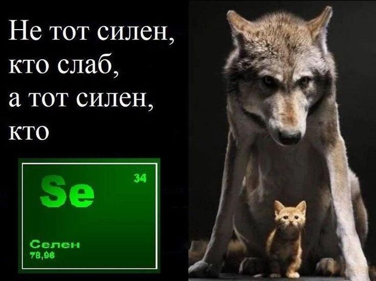 Волк сидит и смотрит в камеру, перед ним маленький рыжий котёнок, слева таблица Менделеева с элементом селен