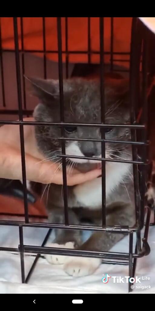 Я хочу запустить новый мем с котом сайгака из ТТ помогите сделать его знаменитым