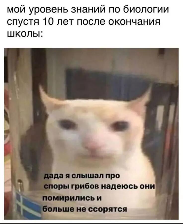 Рыжий кот за стеклом с растерянным лицом, подпись про споры грибов, которые помирились