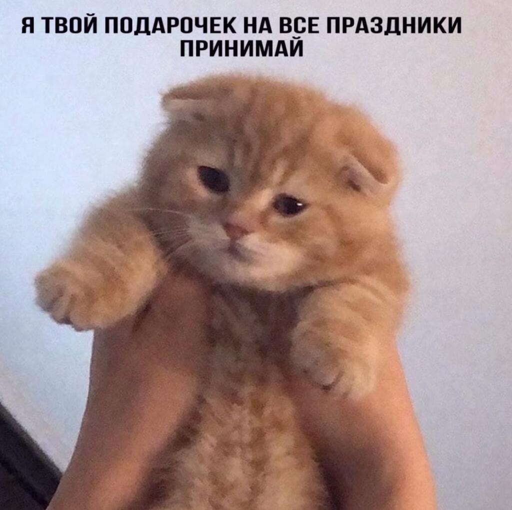 Рыжий вислоухий котёнок поднят на руках, надпись: Я твой подарочек на все праздники принимай
