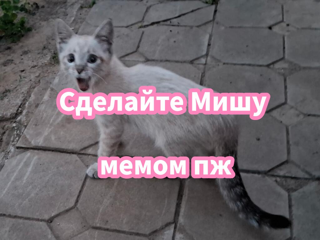 Это с дачи бабушки моей лп. Там был ещё чёрненький Саня, но его отравили соседи :(