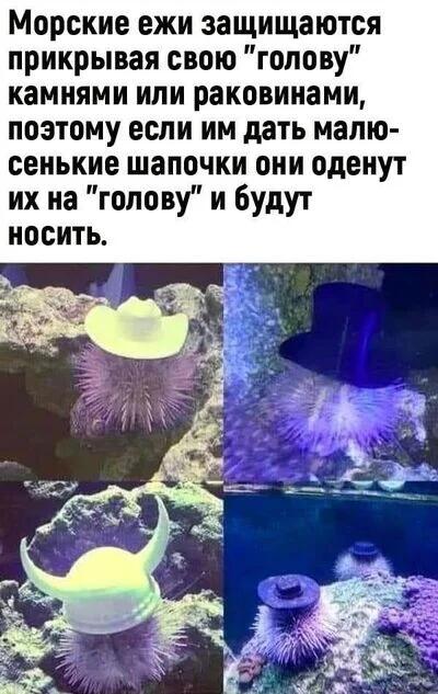 Очень важная информация про морских ежей .