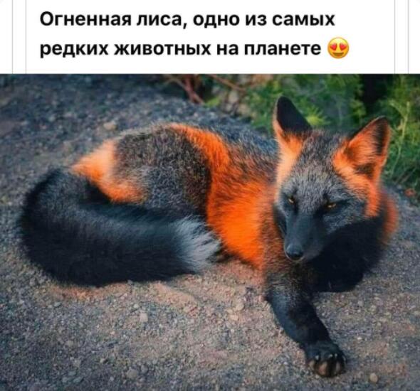 КД мемов началось, поэтому держите лису что ли, хз
