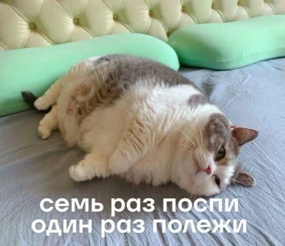Мемы с котами!!!!!!!!!1!!1!!!!