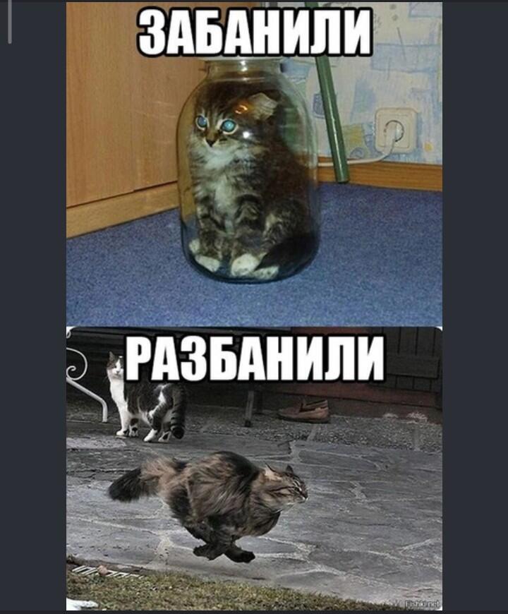 На удивление у меня не было проблем с котом вообще