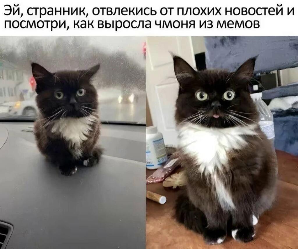 Мем от КотоУт