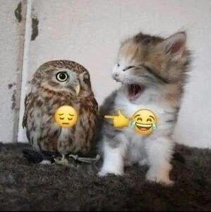 1. Ахахахаха кукуська
2. Ахахахаха кот
3. Ну ладно