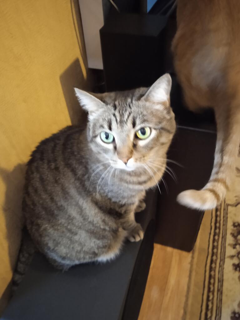 Когда решил погладить котика