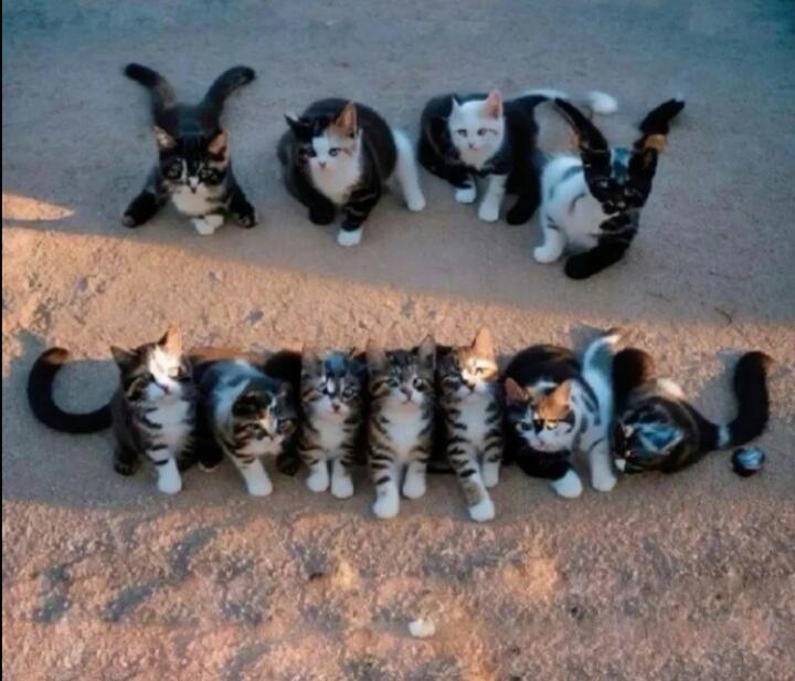 Коты читают мои мысли)