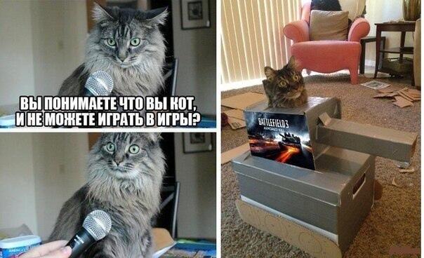 Котики