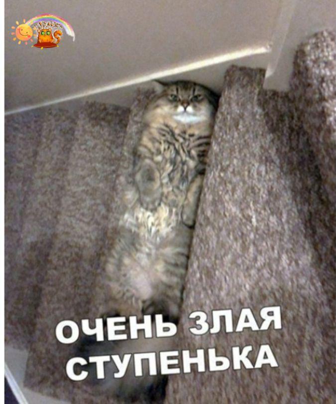 Такая ступенька и укусить может