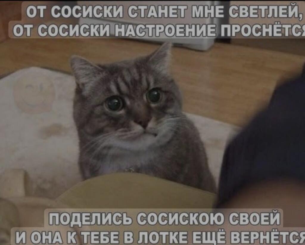 Теперь вы знаете что говорит кот когда он видит сосиску у вас в руках