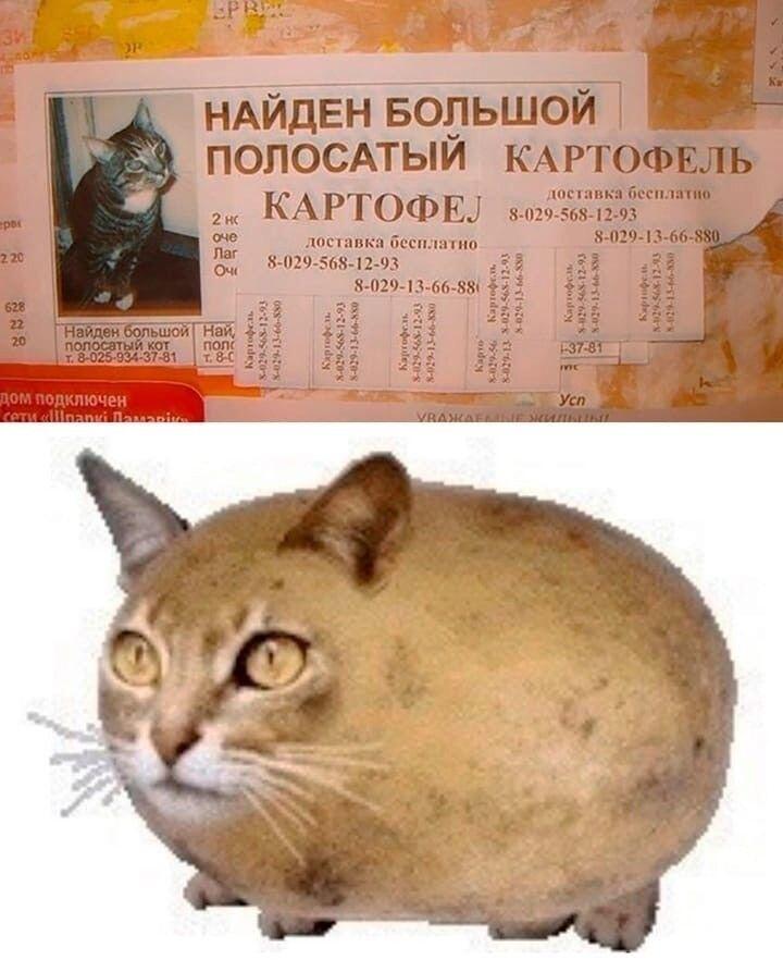 Коты в Беларуси би лайк: