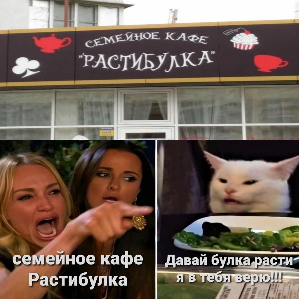 Поддерживаю котика