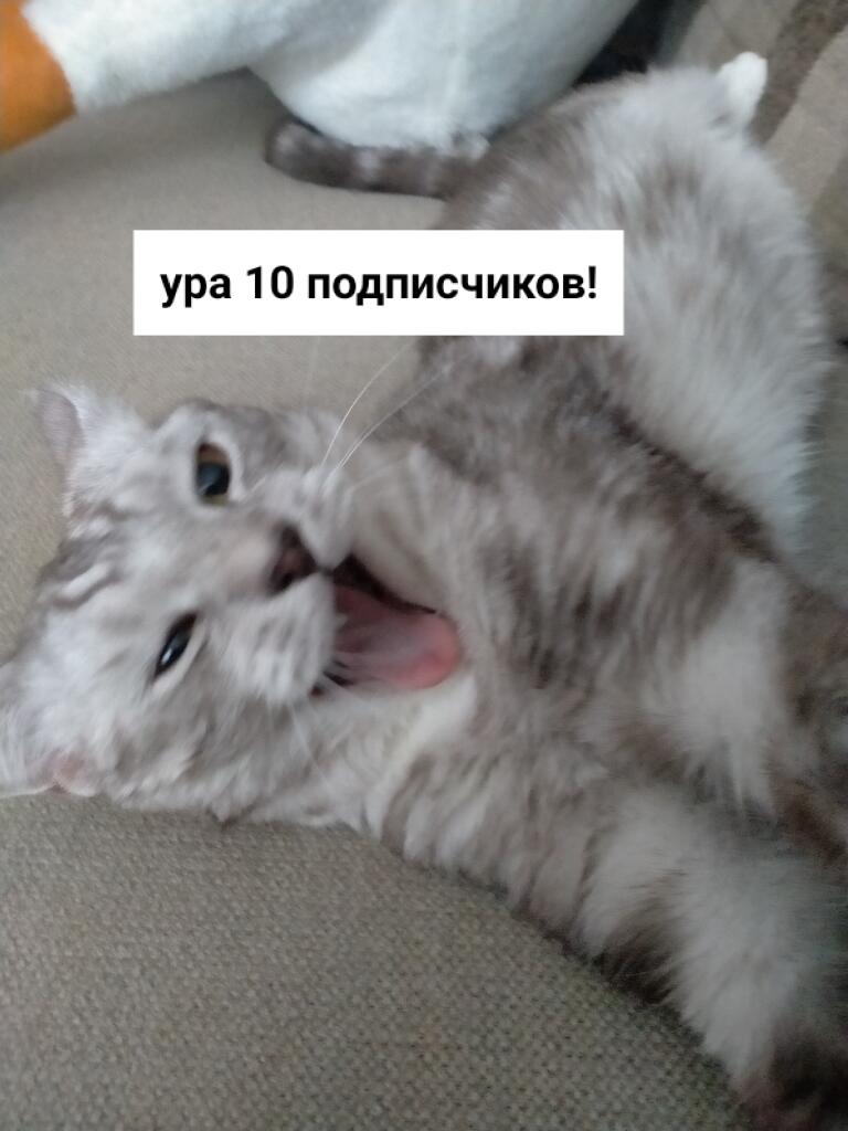 Котик тоже рад