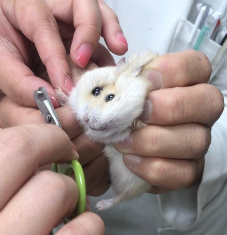 Подстригает