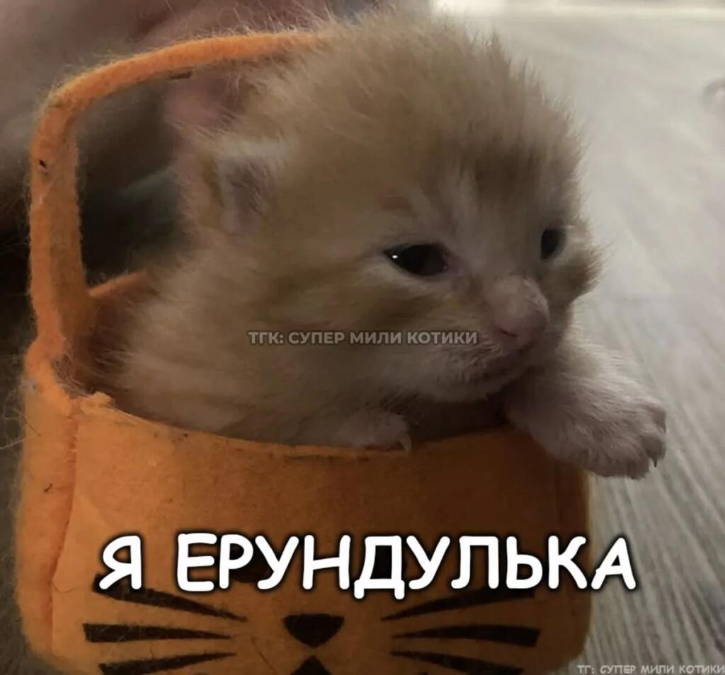 Сегодня у нас мемчики про котят.