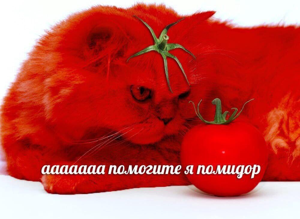 Мем от крабеф с точкой