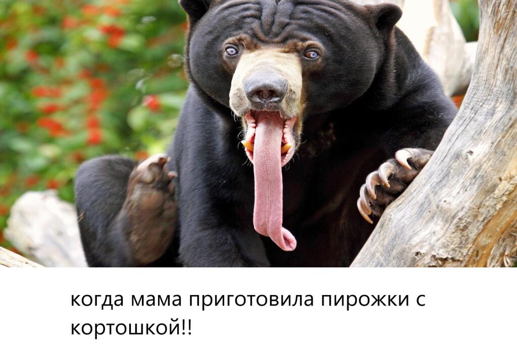 1 мем я новичок надеюсь смогу стать популярным