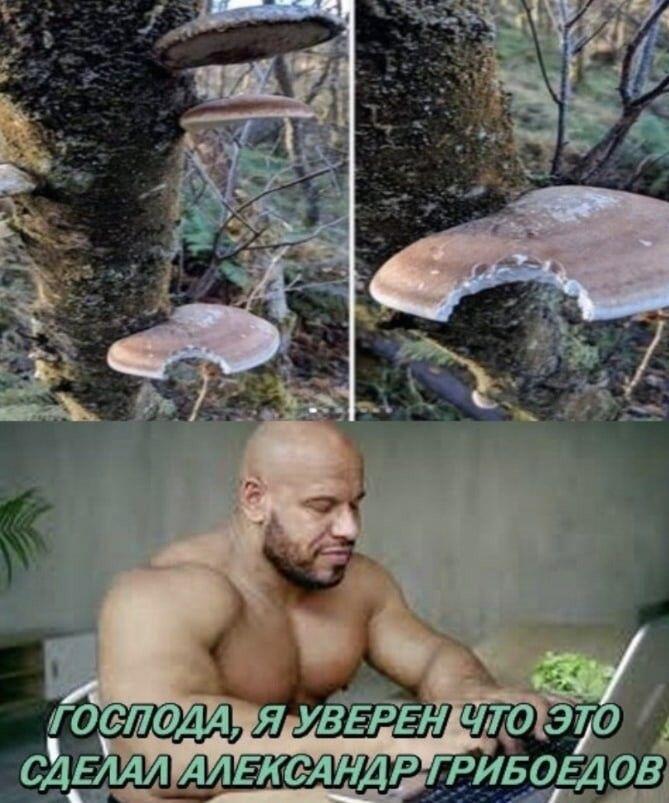 как называются эти грибы на деревьях, кстати