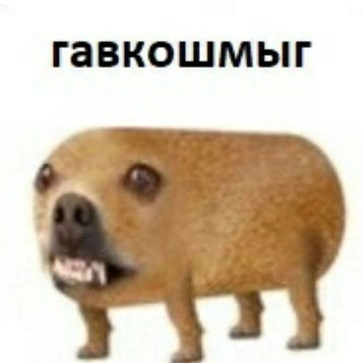 Сегодня у нас мемчики