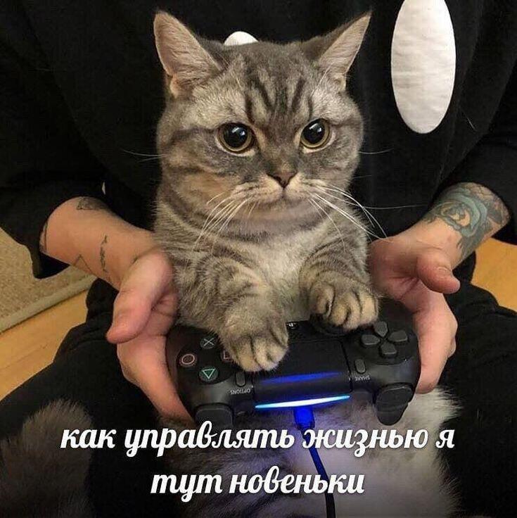 Мем от Сметана CHUP