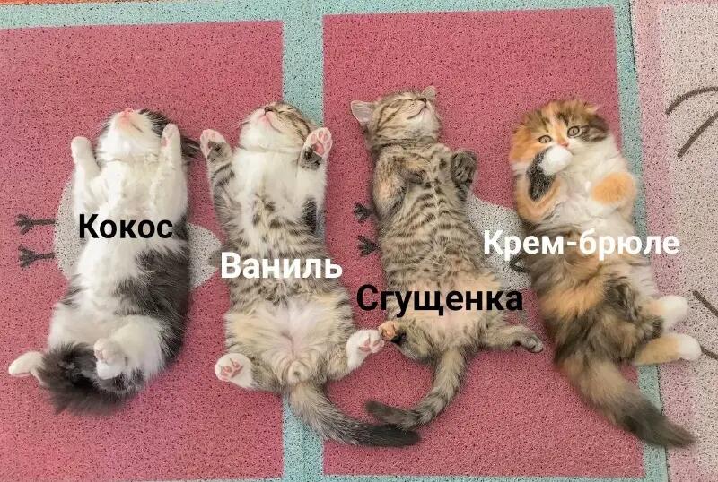 Мем без подписи