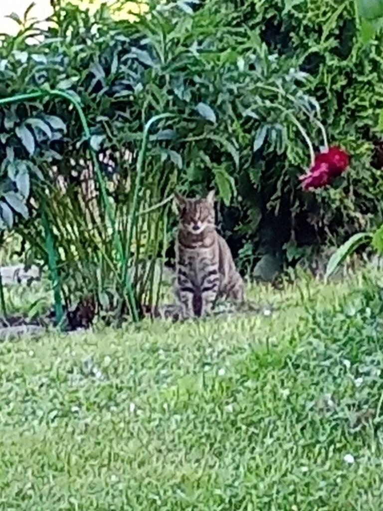 Скрытное котонаблюдение (кот не мой)
