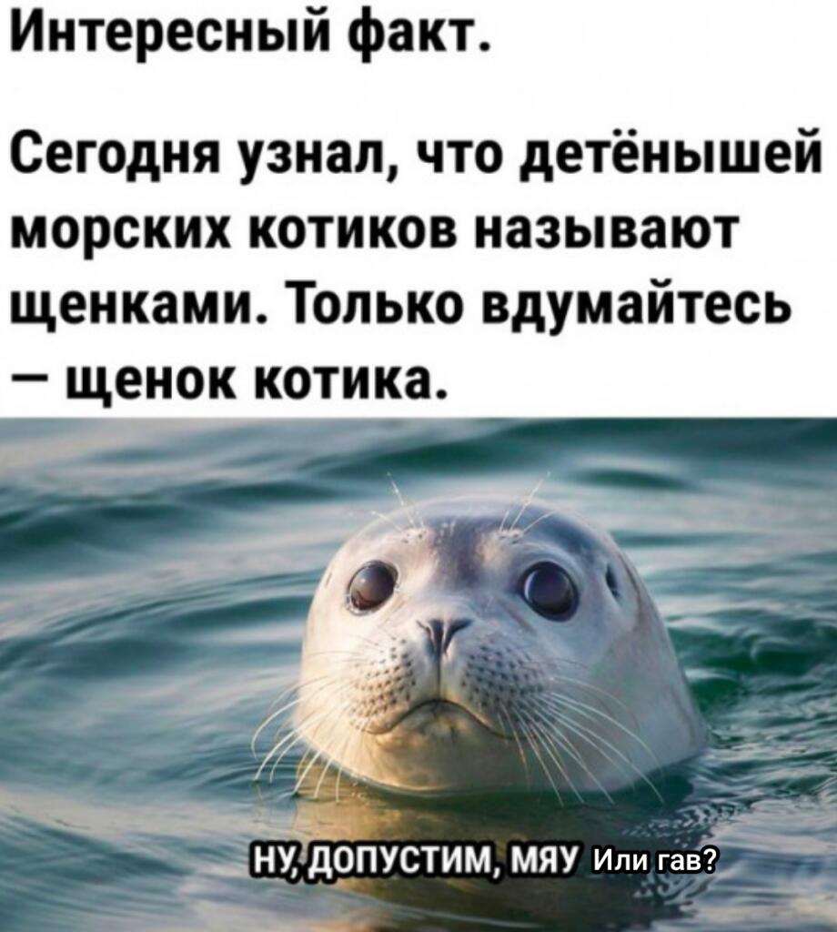 Может гав?