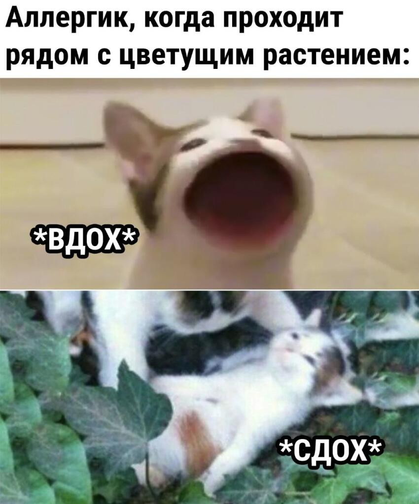 Мем от Просто тигр [ПЛМ]