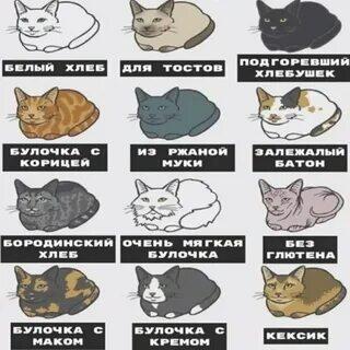 Хлебобулочная котокласификация