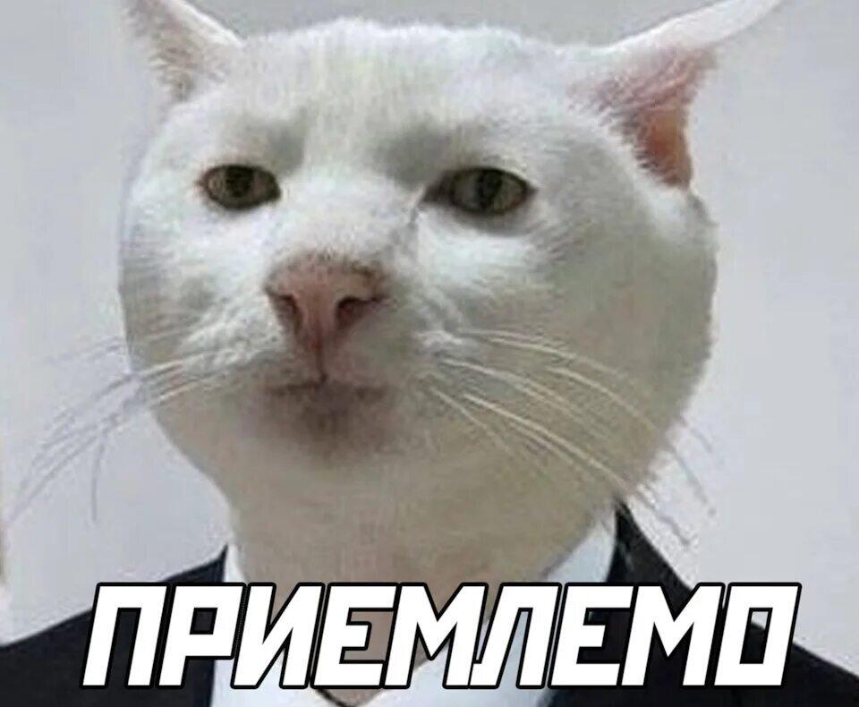 Я: кс кс кс кот иди сюда, кот:не идёт ко мне, я:бегу к коту, кот: свалил из дома