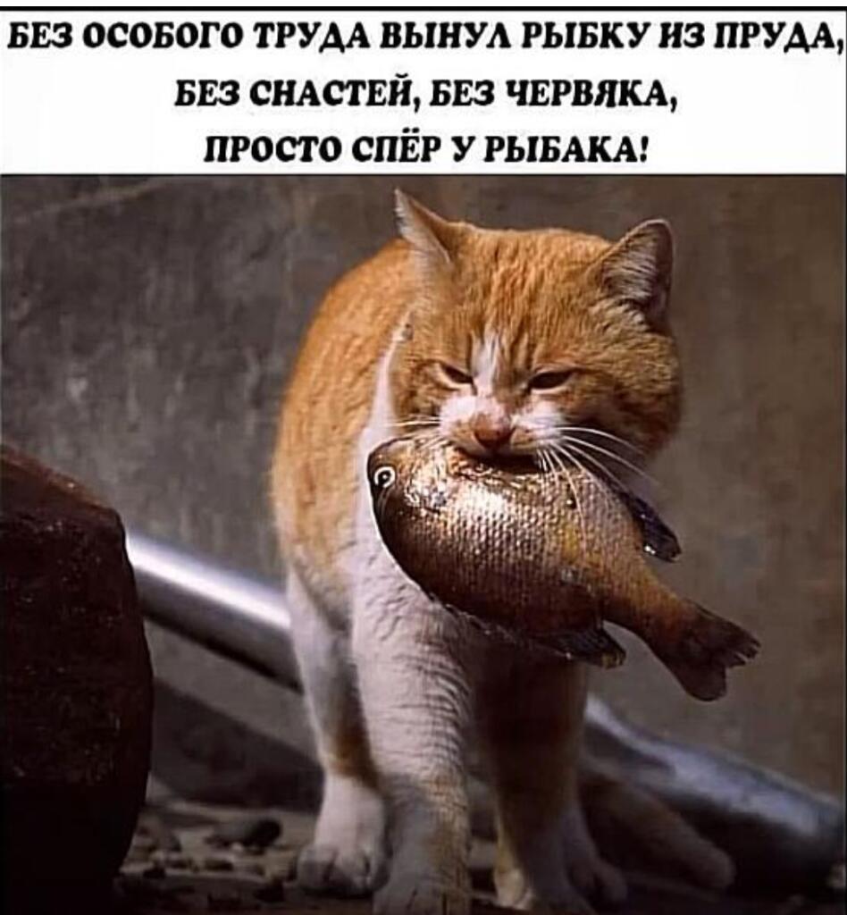 Кот, ты уху-ел ?