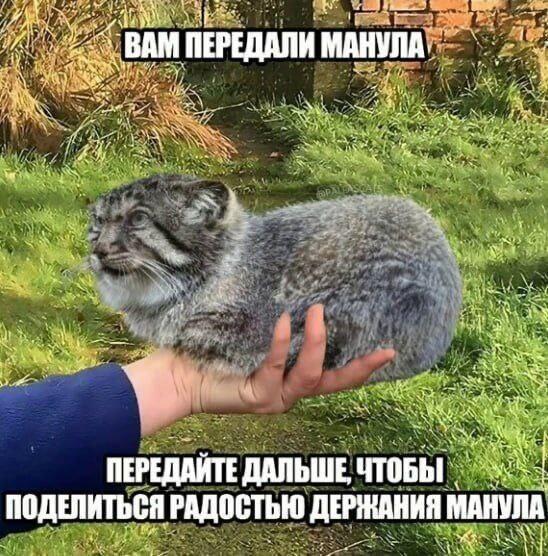 Мем от Фантоккио Великий