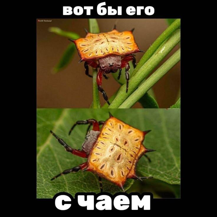 где-то должна быть чайная паутинка!