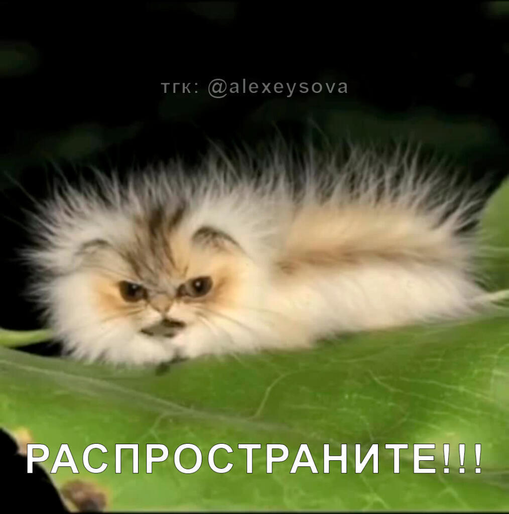 так сам сова сказал