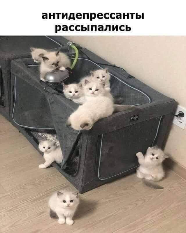 Мем без подписи