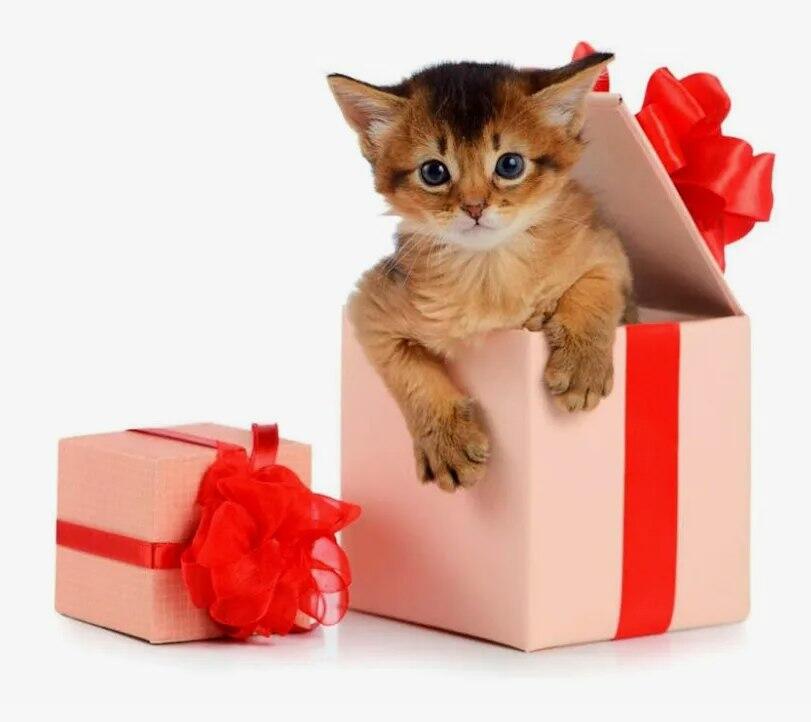 Это вам подарок 🎁