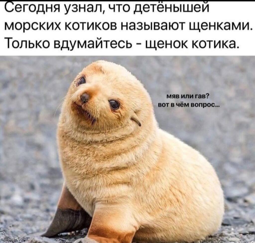 Жиза или шиза?