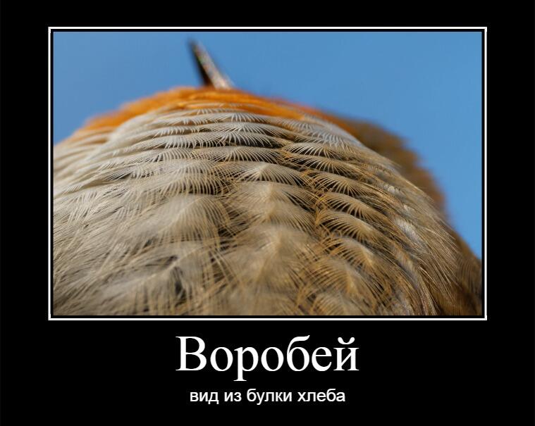 Мем от Ганчикенмемы