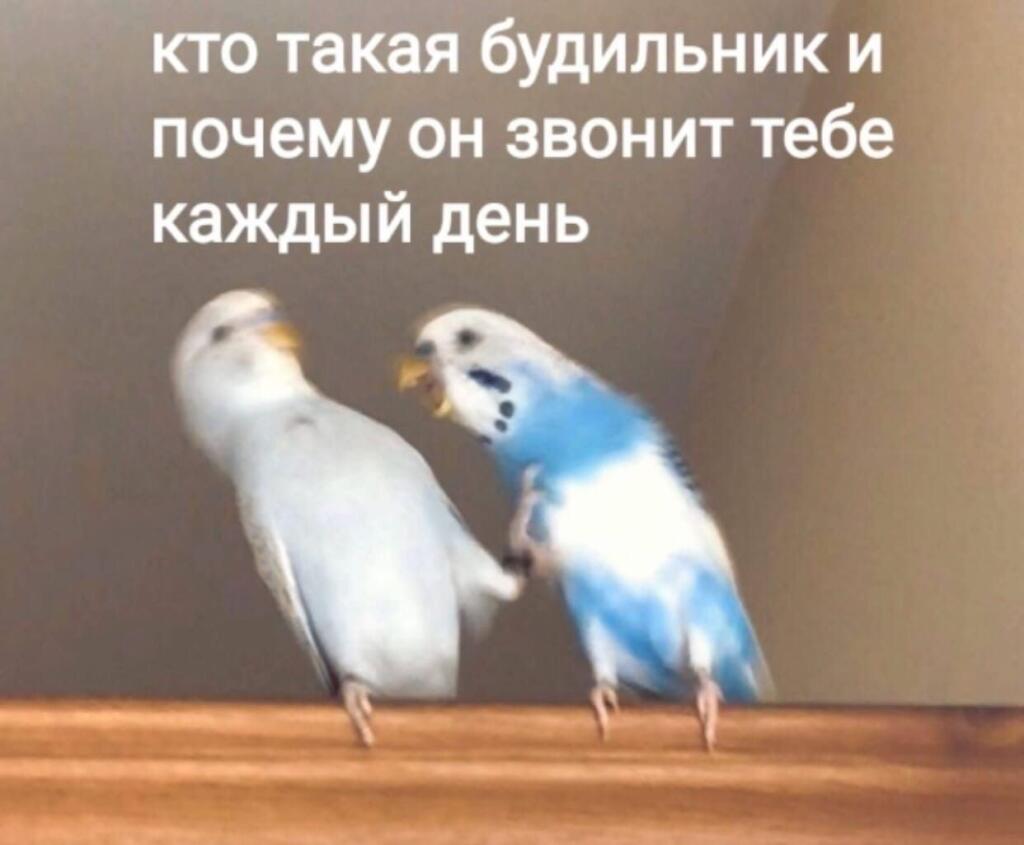 Мем от 🌸💥|цвяточный ад {ПЛМ}