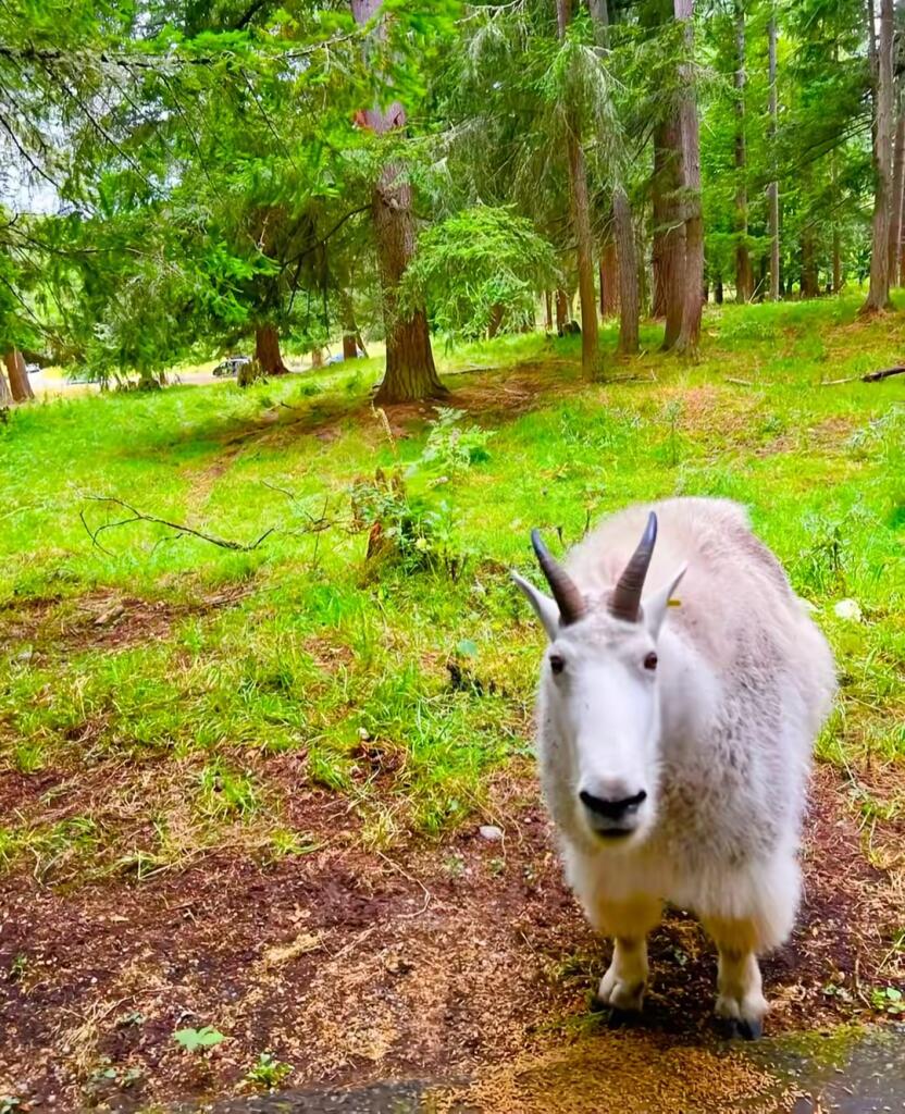 goat