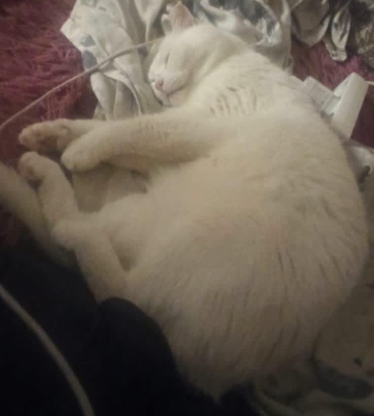 Передавайте моего кота Беню