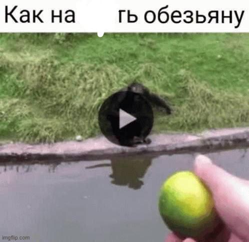 Мем от Усталый попугишь