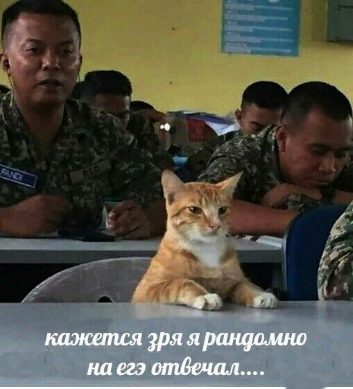 Мем от Усталый попугишь